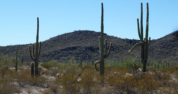 cactus-1