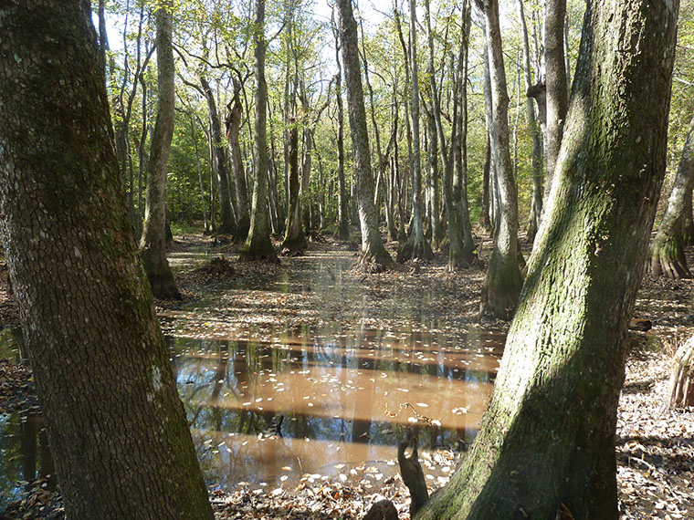 cypress-swamp