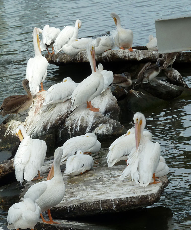 galveston-pelicans