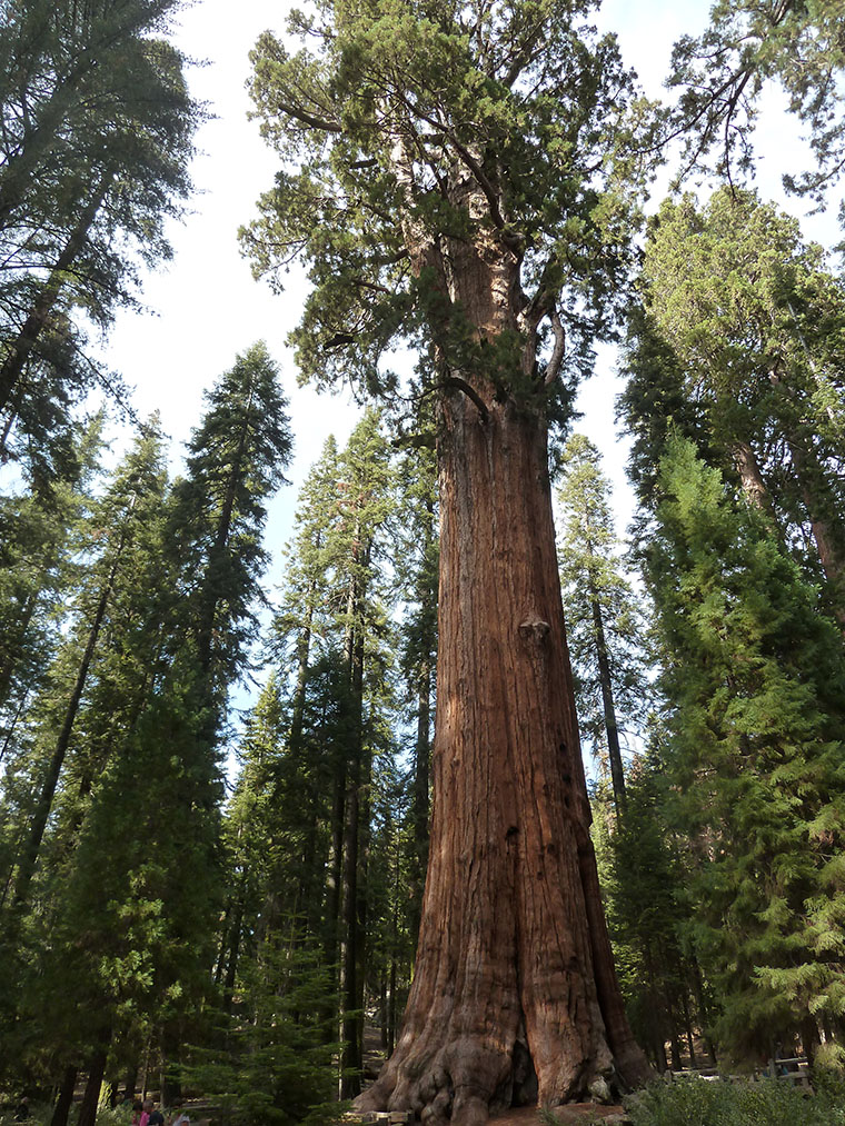 general-shreman-tree