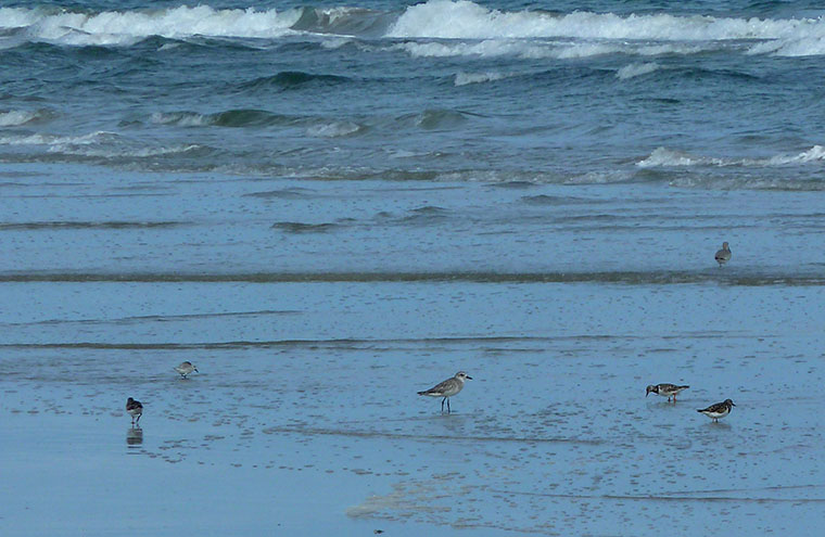 padre-beach-birds