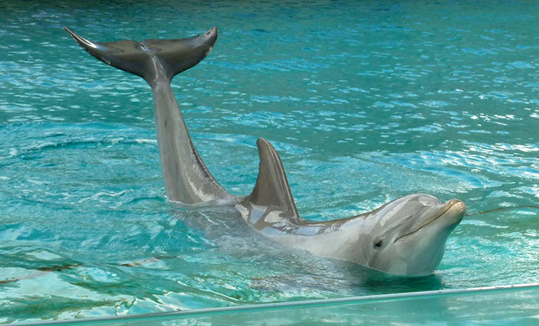 texas-aquarium-dolphin