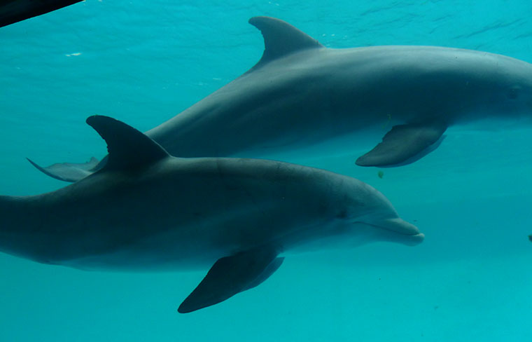 texas-aquarium-dolphins