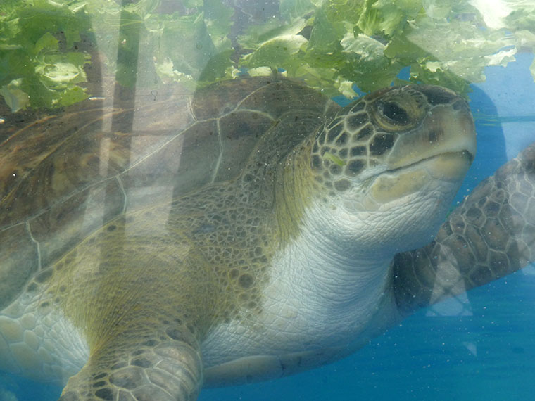 texas-aquarium-turtle