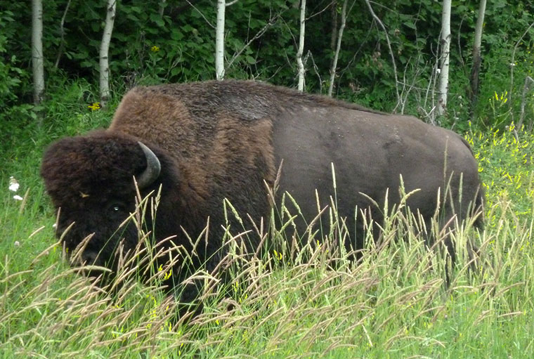 Elk Island NP Bison