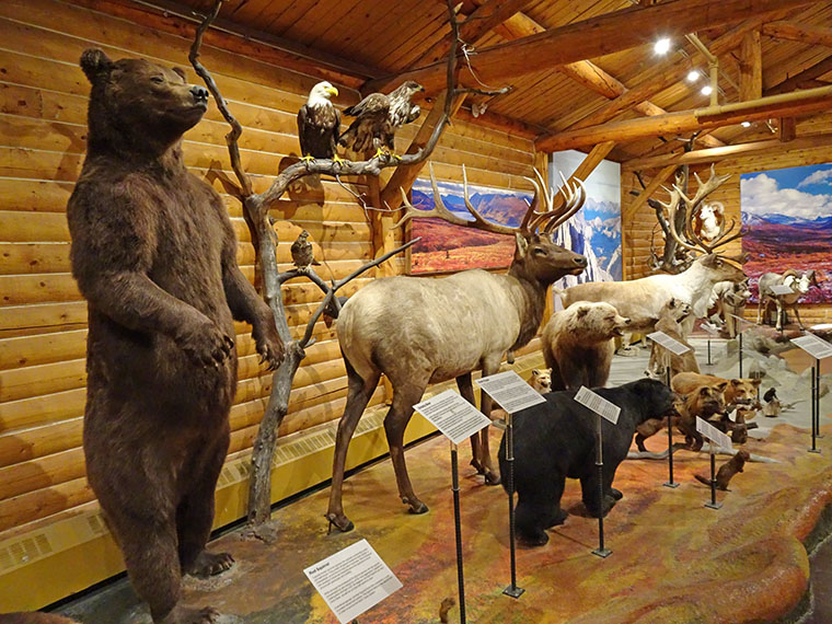 Whitehorse MacBride Museum Animals