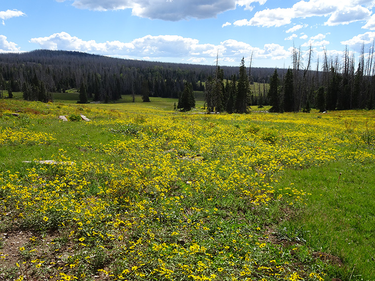 Cedar Breaks Wild Sunflowers