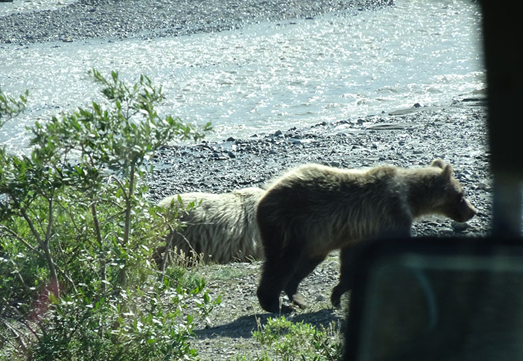 Denali Day 2 Bears from bus