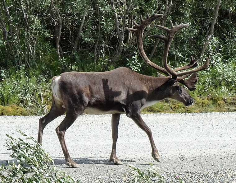 Denali Day 2 Caribou from bus