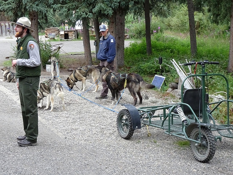 Denali Day 3 Dog Sled