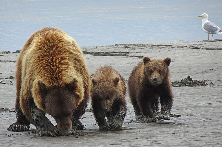 Flightseeing Bears 1