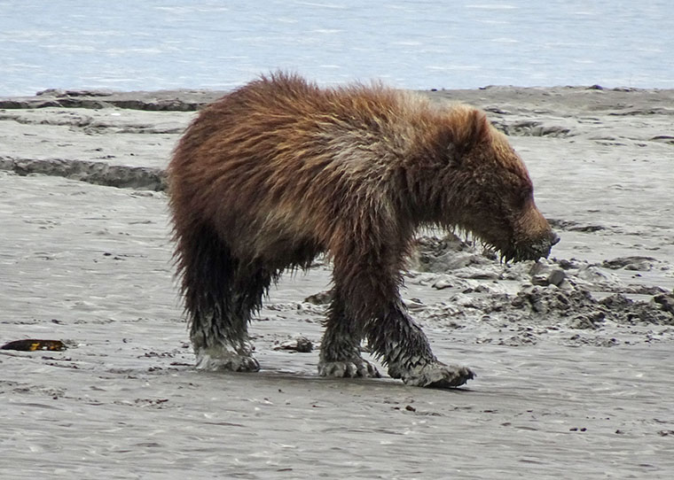 Flightseeing Bears 2