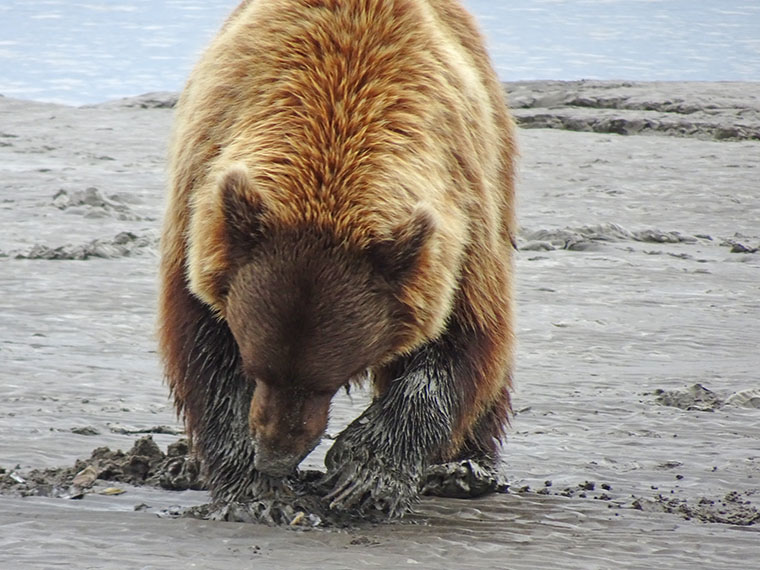 Flightseeing Bears 3