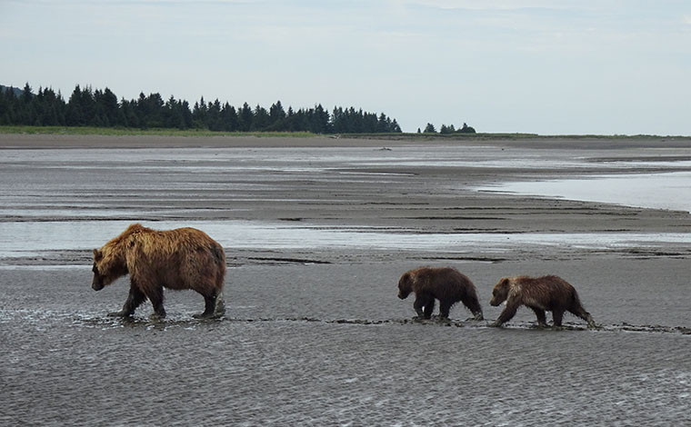 Flightseeing Bears 4