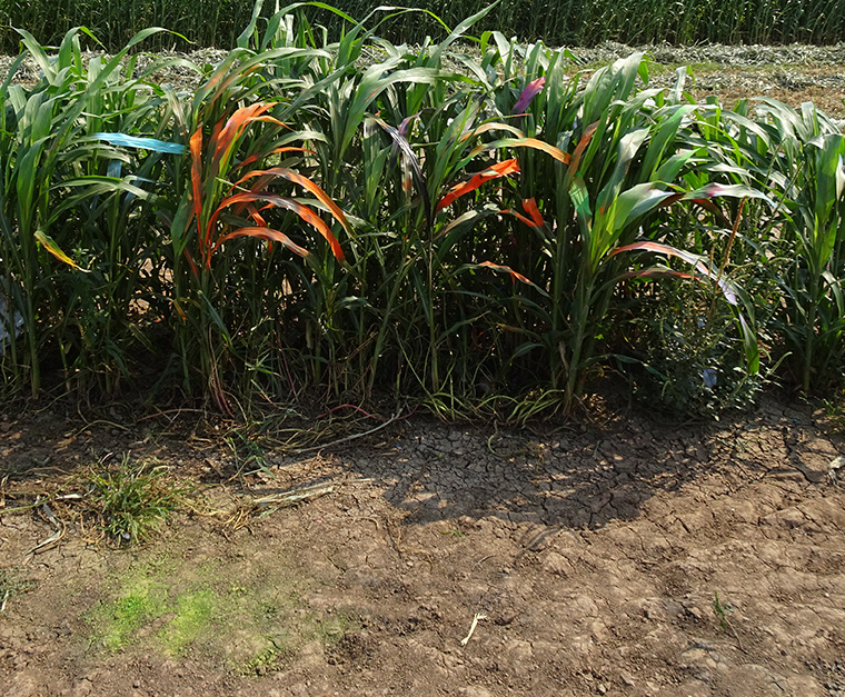 Cadillac Ranch Corn