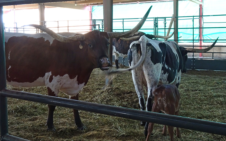 Colorado Fair - Bulls