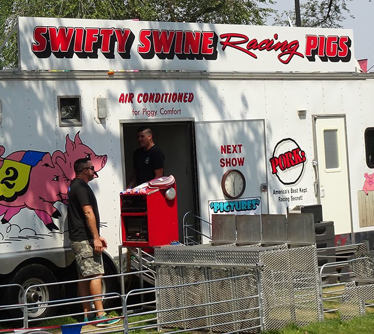 Colorado Fair - Swine Racing