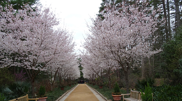 Duke Gardens Blossom