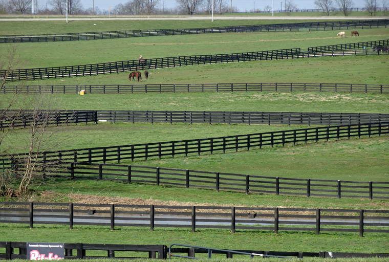 Kentucky Horse Farm Bluegrass