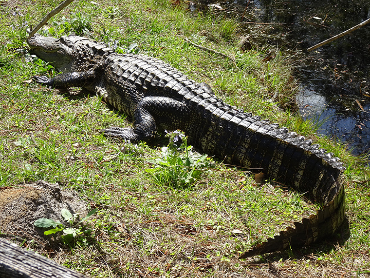 Okefenokee Alligator