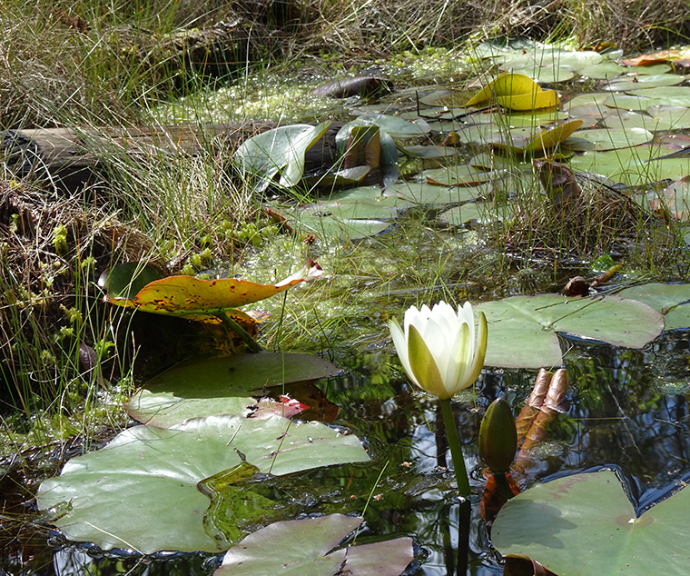 Okefenokee Boardwalk