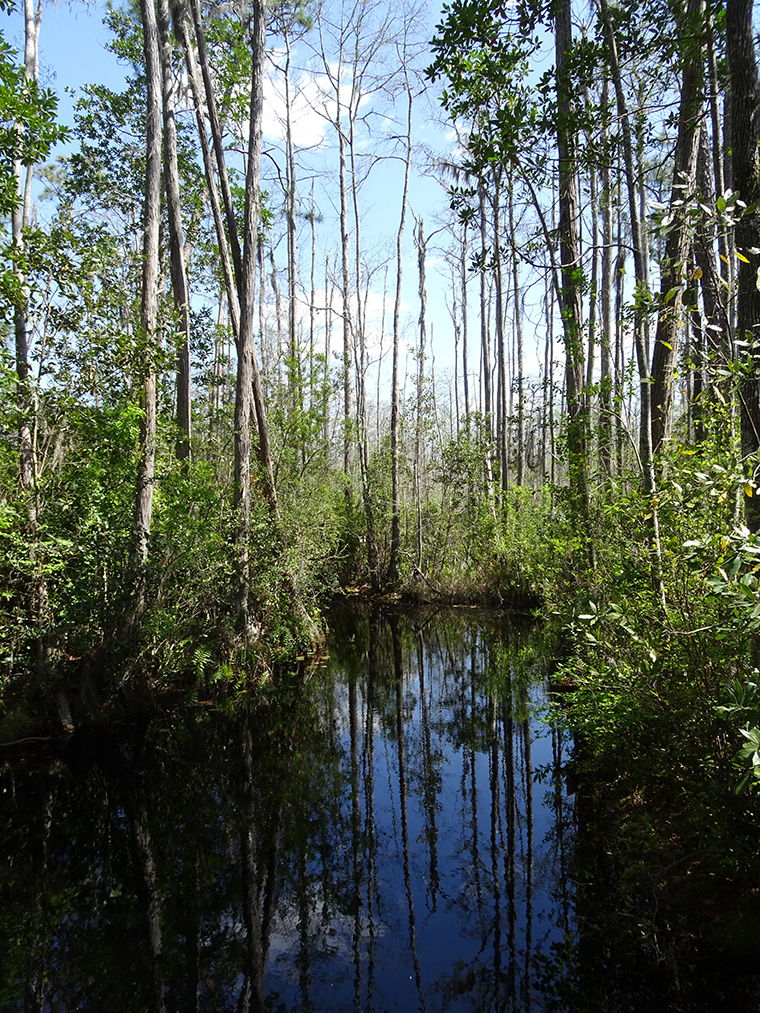 Okefenokee waterway