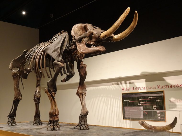 Albany Mastodon