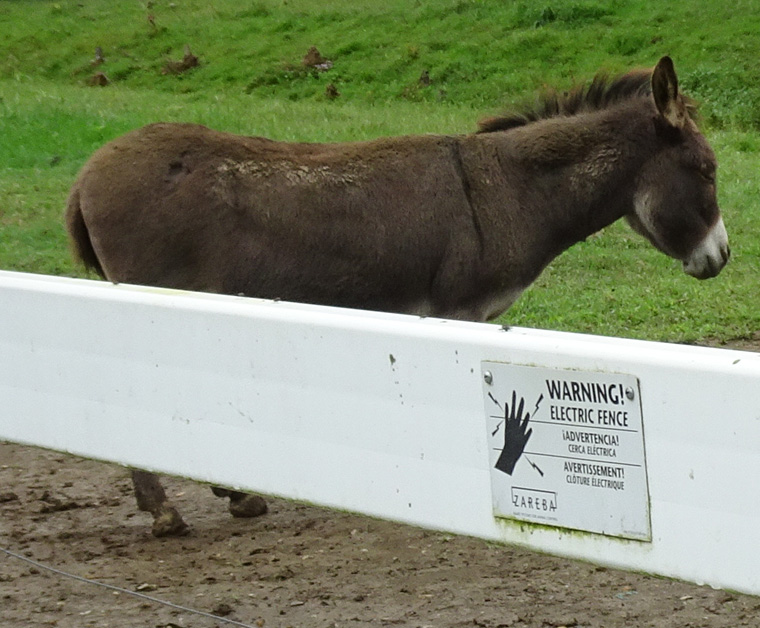 Amish Electric Fence 1