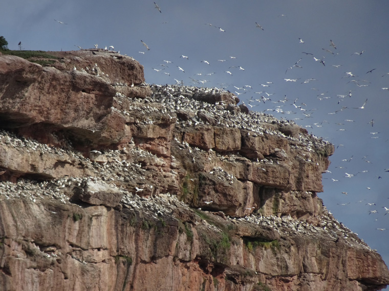 Gasp Perce gannets