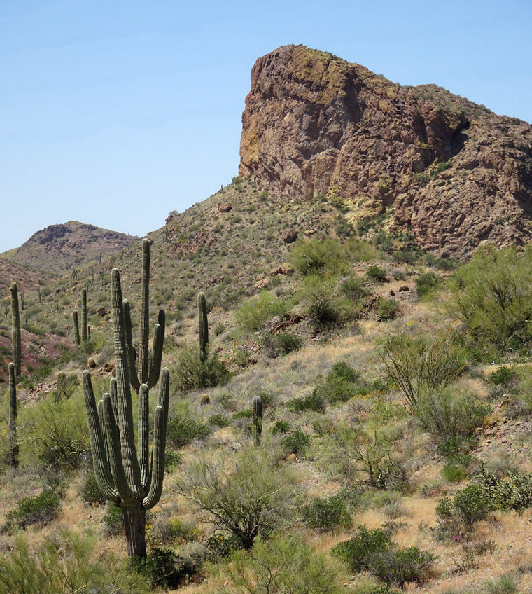 Apache Trail Cacti