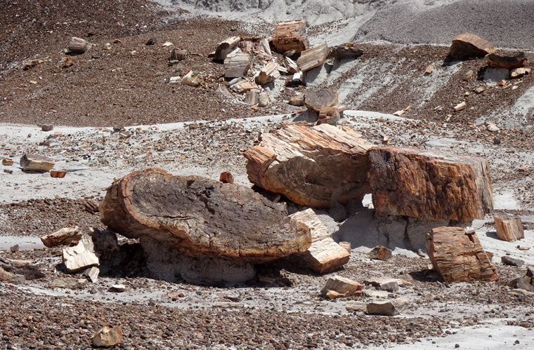 Petrified Forest Blue Mesa Wood