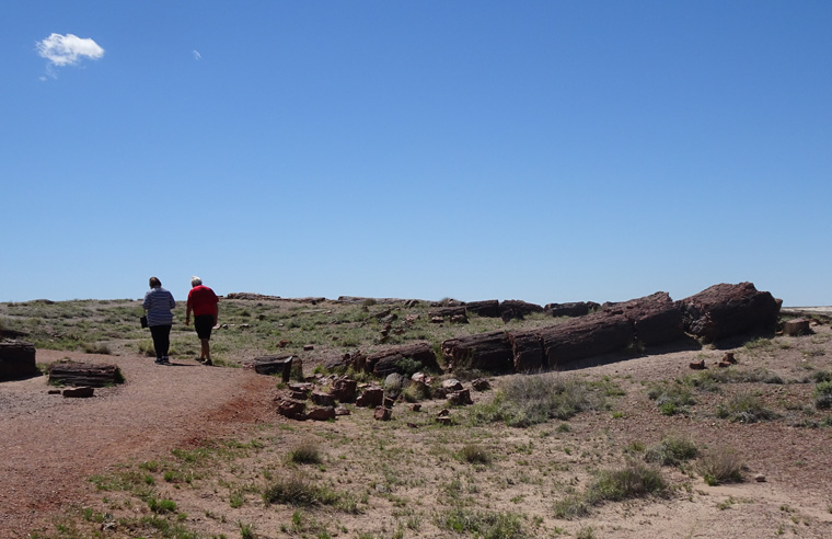 Petrified Forest Long Log