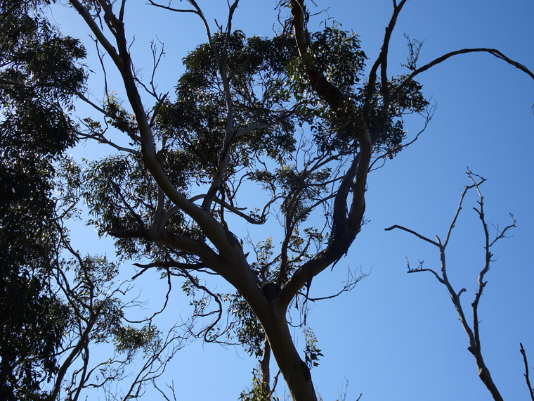 Great Ocean Road 02 Koala Tree