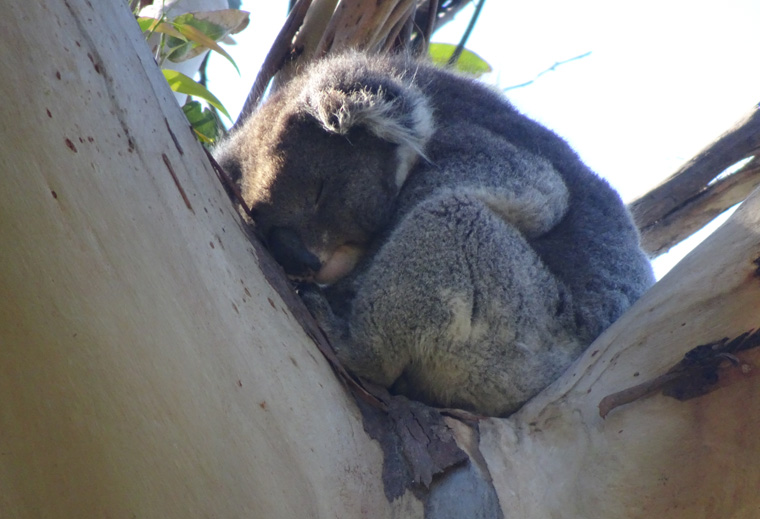 Great Ocean Road 03 Koala