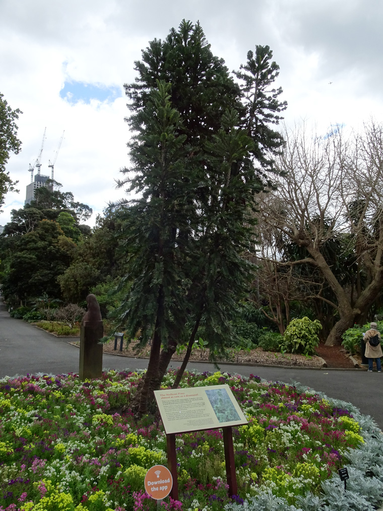 Sydney Gardens Wollemi Pine