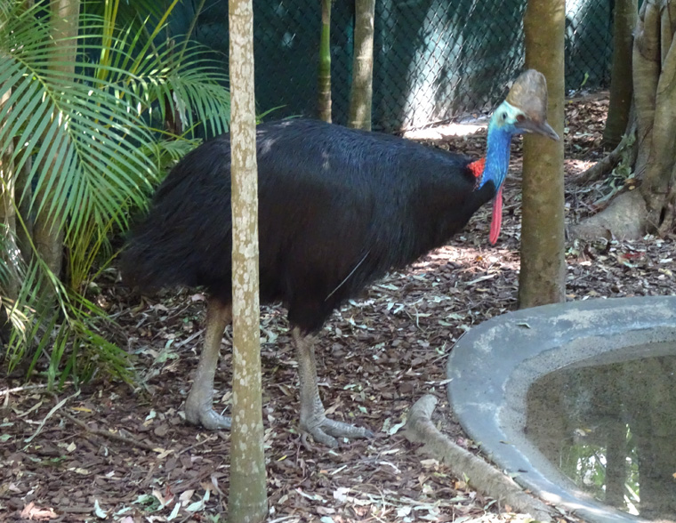 Australia Zoo Cassowary