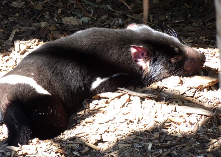 Australia Zoo Tasmanian Devil