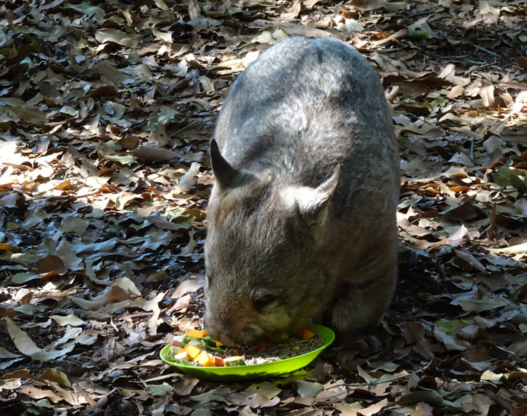 Australia Zoo Wombat