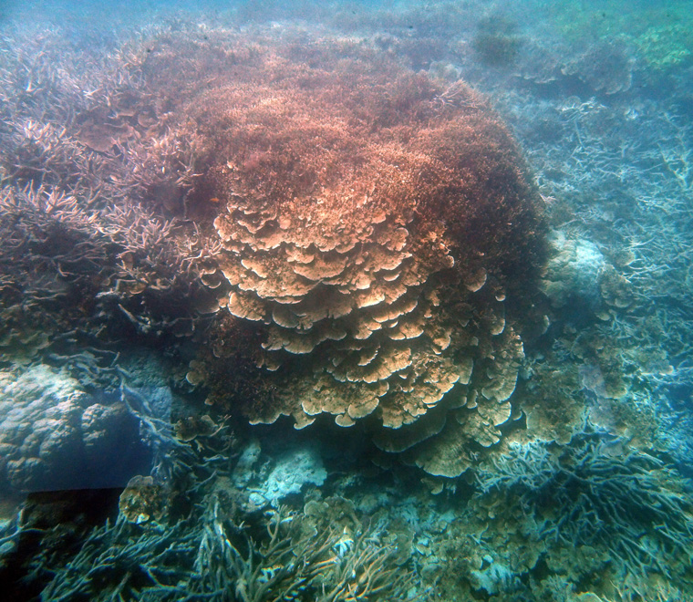 Barrier Reef Coral 1