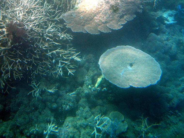 Barrier Reef Coral 2