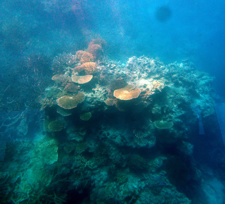 Barrier Reef Coral 3