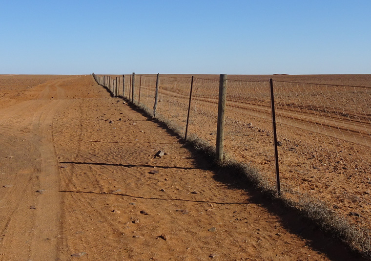 Dingo Fence