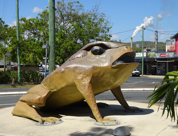 Sarina Cane Toad