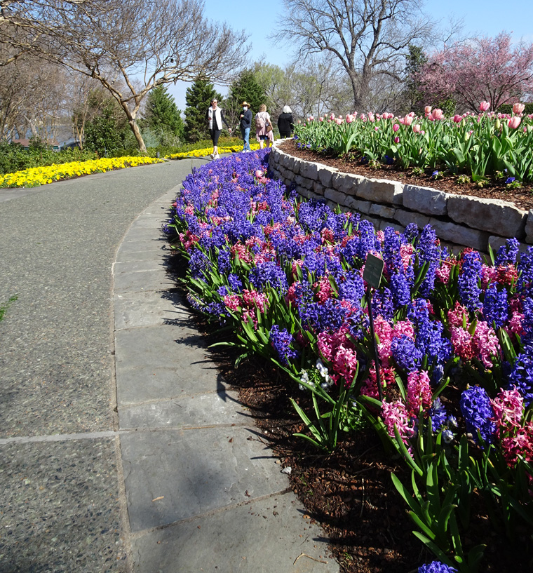 Dallas Arboretum Blooms