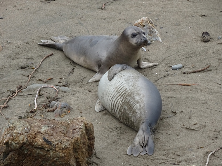 Elephant Seals