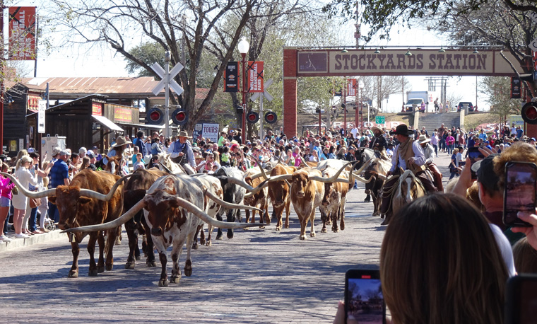 Fort Worth Cattle Drive