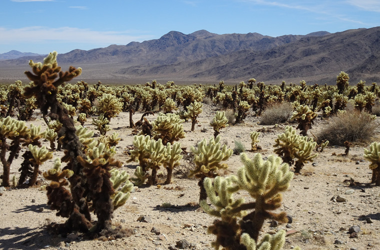 Joshua Tree Cholla Cactus Garden