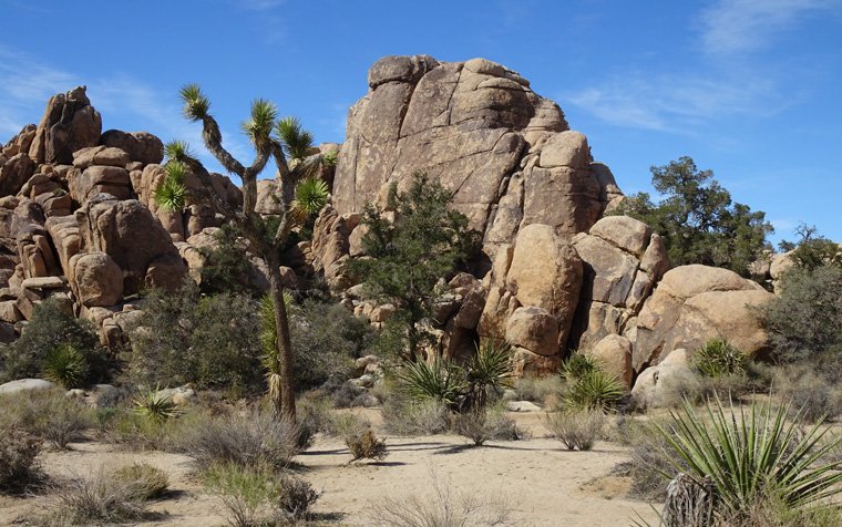 Joshua Tree Hidden Valley