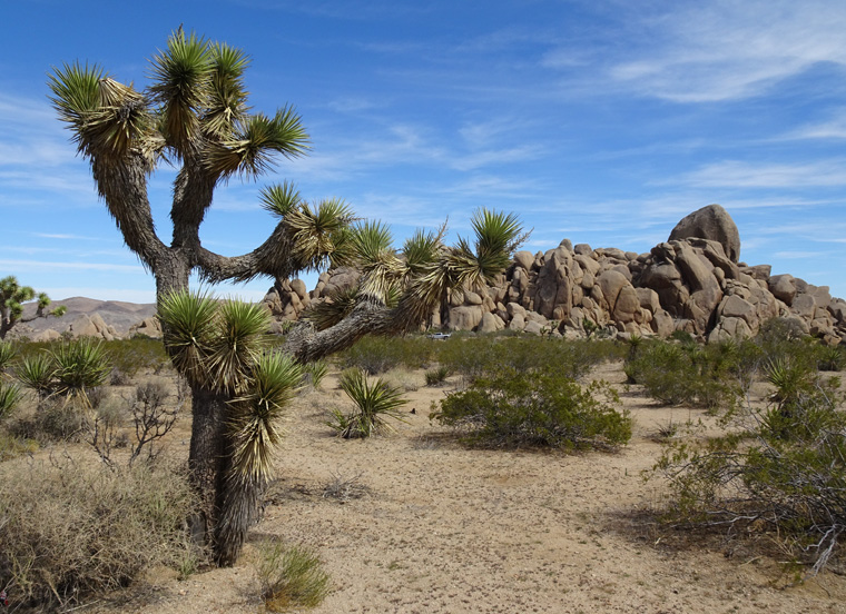 Joshua Tree and Boulders1