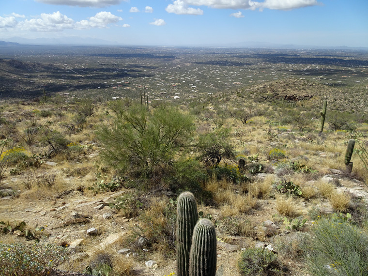 Mt Lemmon view